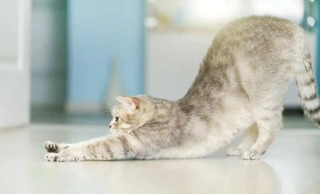 JN江南·娱乐最新官网入口哇！从没见过这么会做瑜伽的猫猫！(图9)